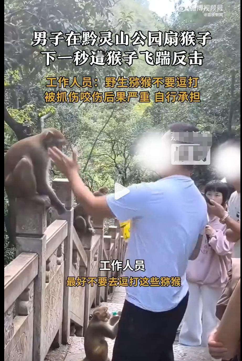 乐疯！贵阳男子手贱扇猴脸，下秒被猴飞踹躺平，公园：自己作的自己扛黔灵山公园的