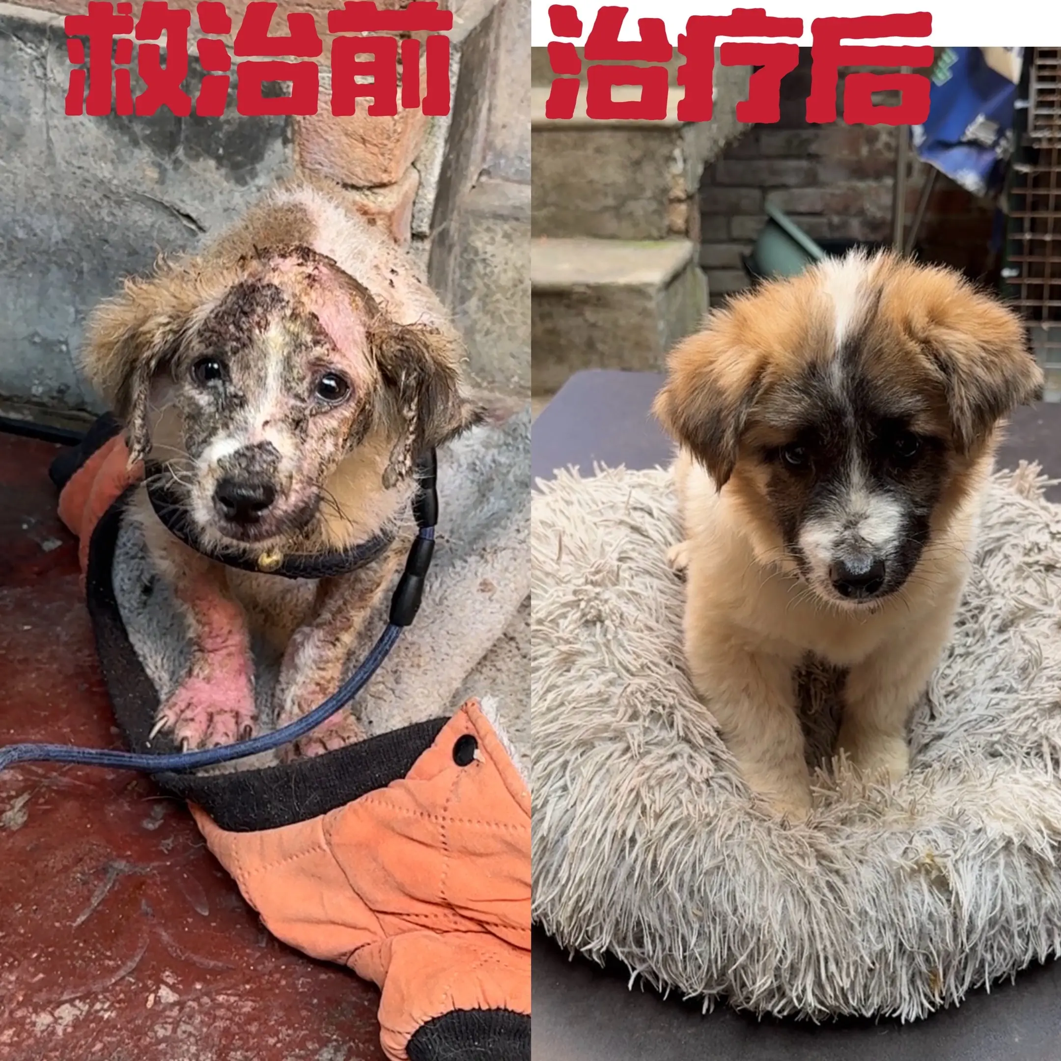 这是我们亲自在家救助严重皮肤病的狗狗，全部都冶疔好了，一定要有耐心坚持...