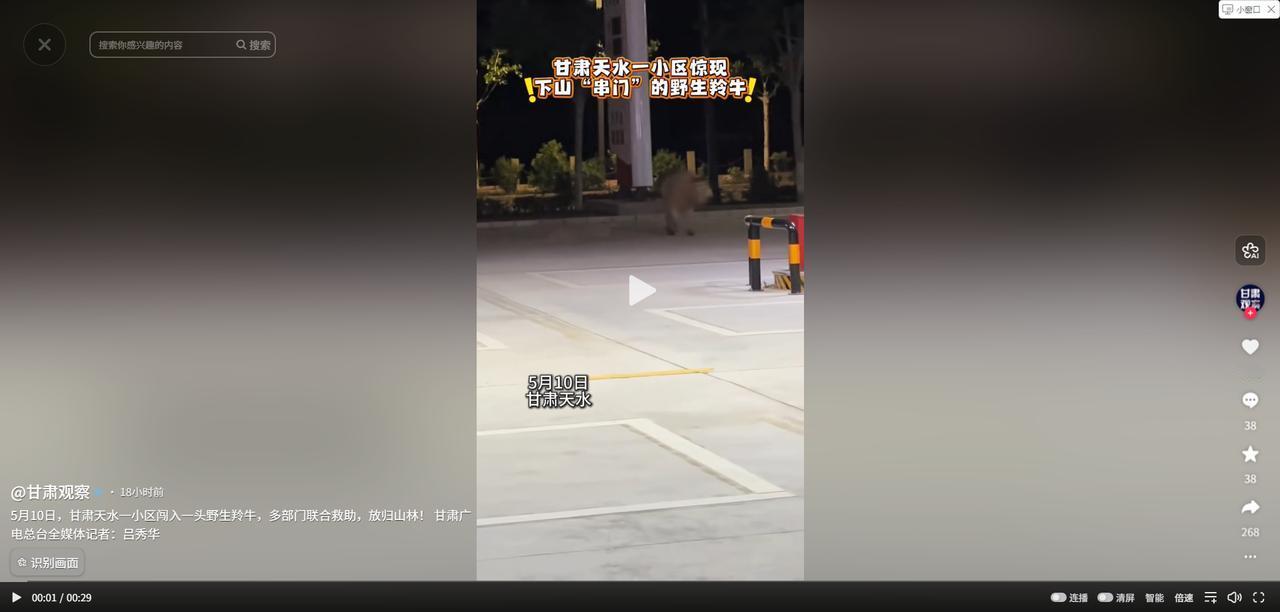 活久见！5月10日清晨，甘肃天水市区出现了一位“特殊访客”：一头约500斤的国家