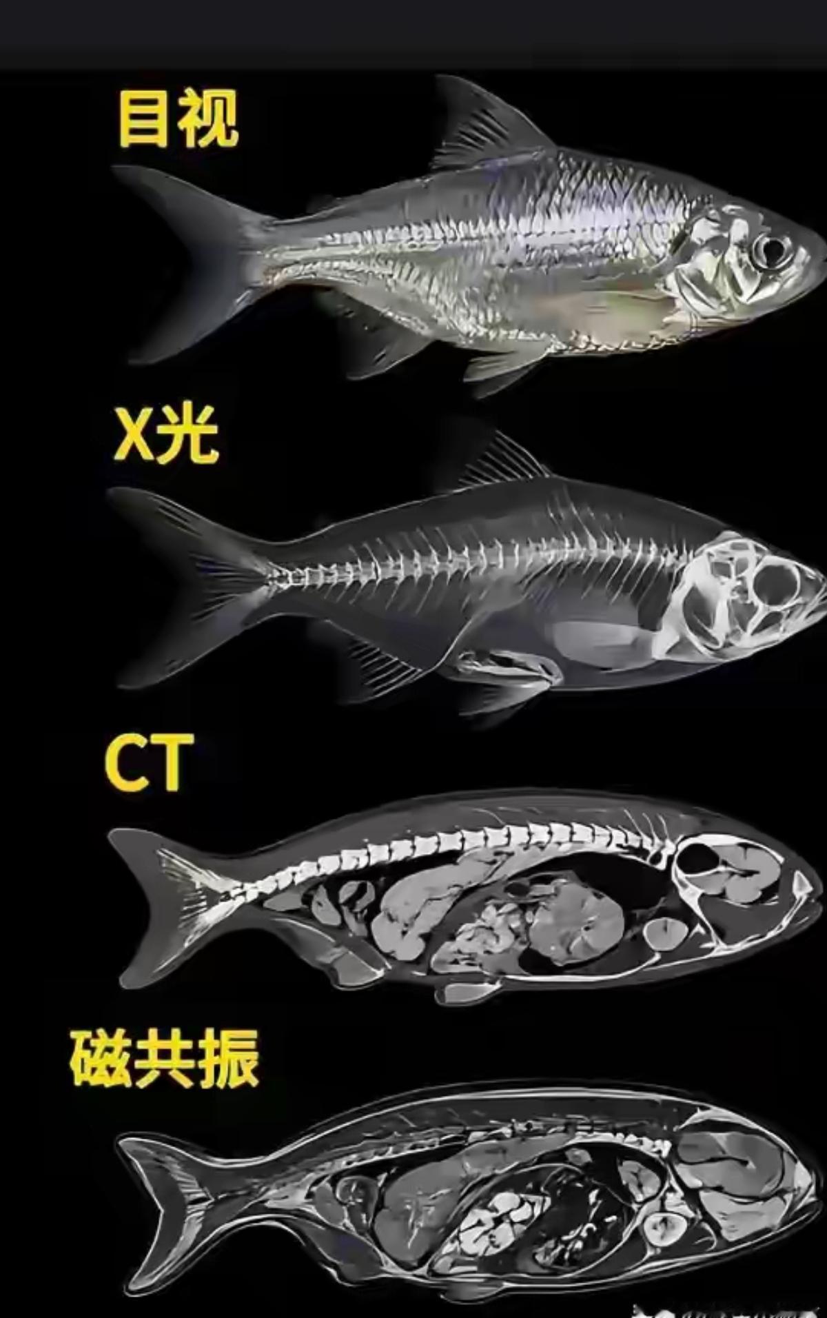 这几种有什么区别？