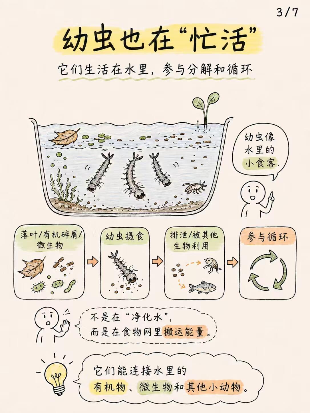 冷知识🔍：蚊子存在的意义🤔一到夏天人人厌烦的蚊子，其实是生态链里重要一员。