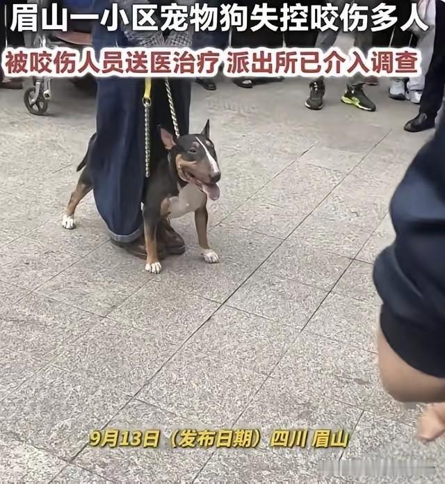 近日，在四川眉山仁寿县某小区，一只狗狗失控伤人，其中一名女童面部和耳部被咬伤，狗
