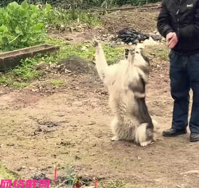 重庆有男子回家过年时，并同和家人上山来祭祖。这不家里的狗狗也跟着她们上山，刚