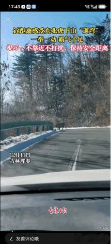 “看吧，野生老虎离我只有几米远”吉林一位大哥偶遇溜弯的老虎，还盯着他看，真的被吓