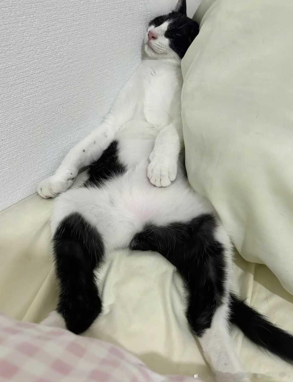 49356【丑猫】此乃何物？