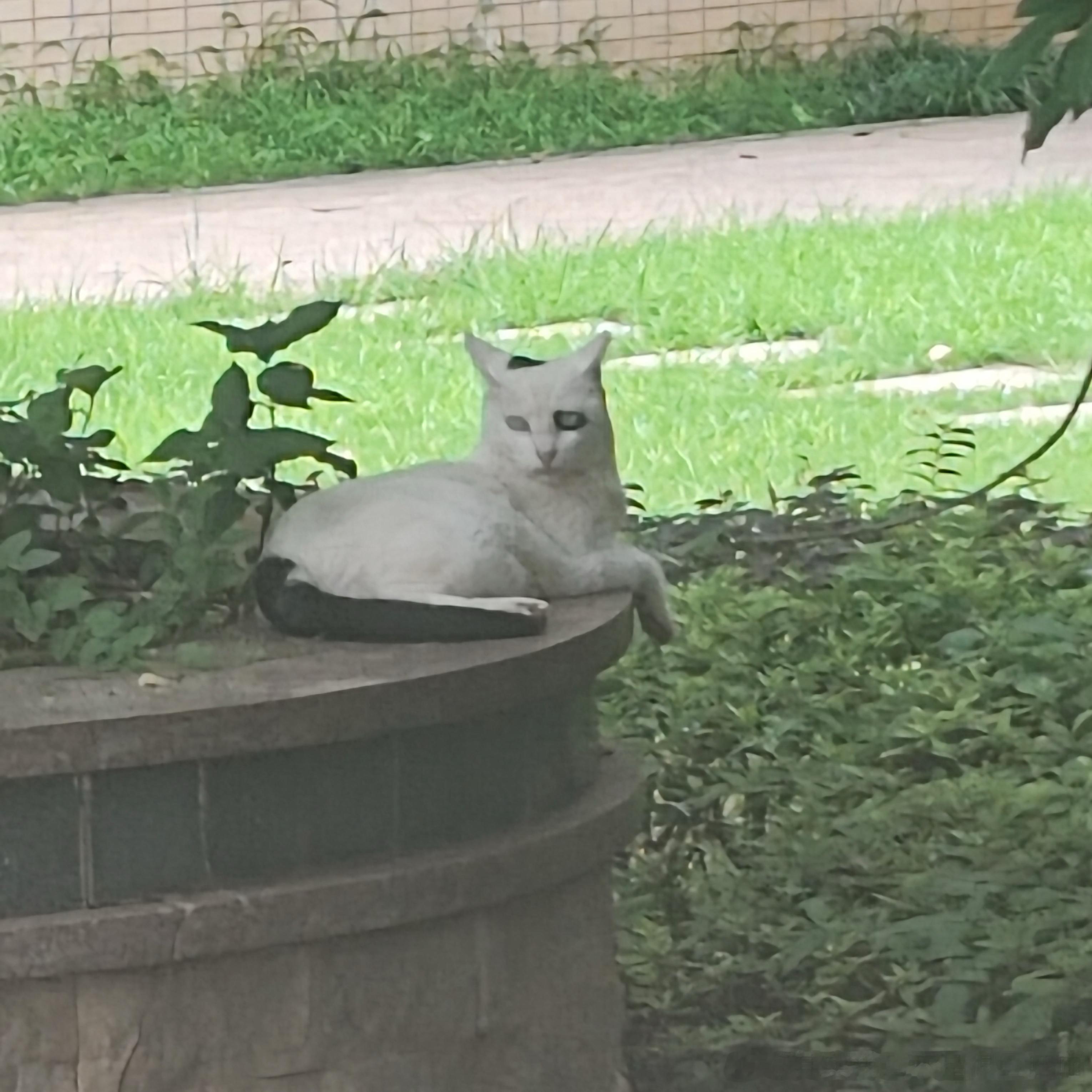 50245【丑猫】小区的猫，丑到不敢靠近，完全丧彪