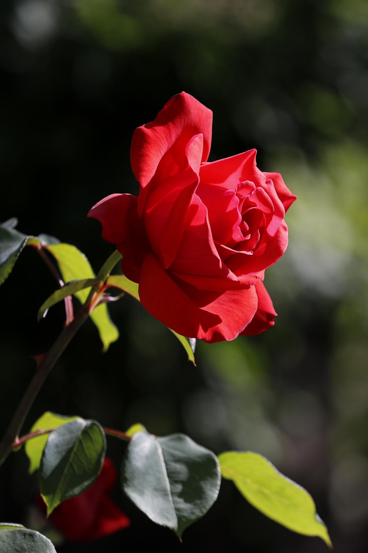 我爱月季花月季，顾名思义，四季繁花，月月芬芳。它爱的热烈、坚韧坚守、绵长欢