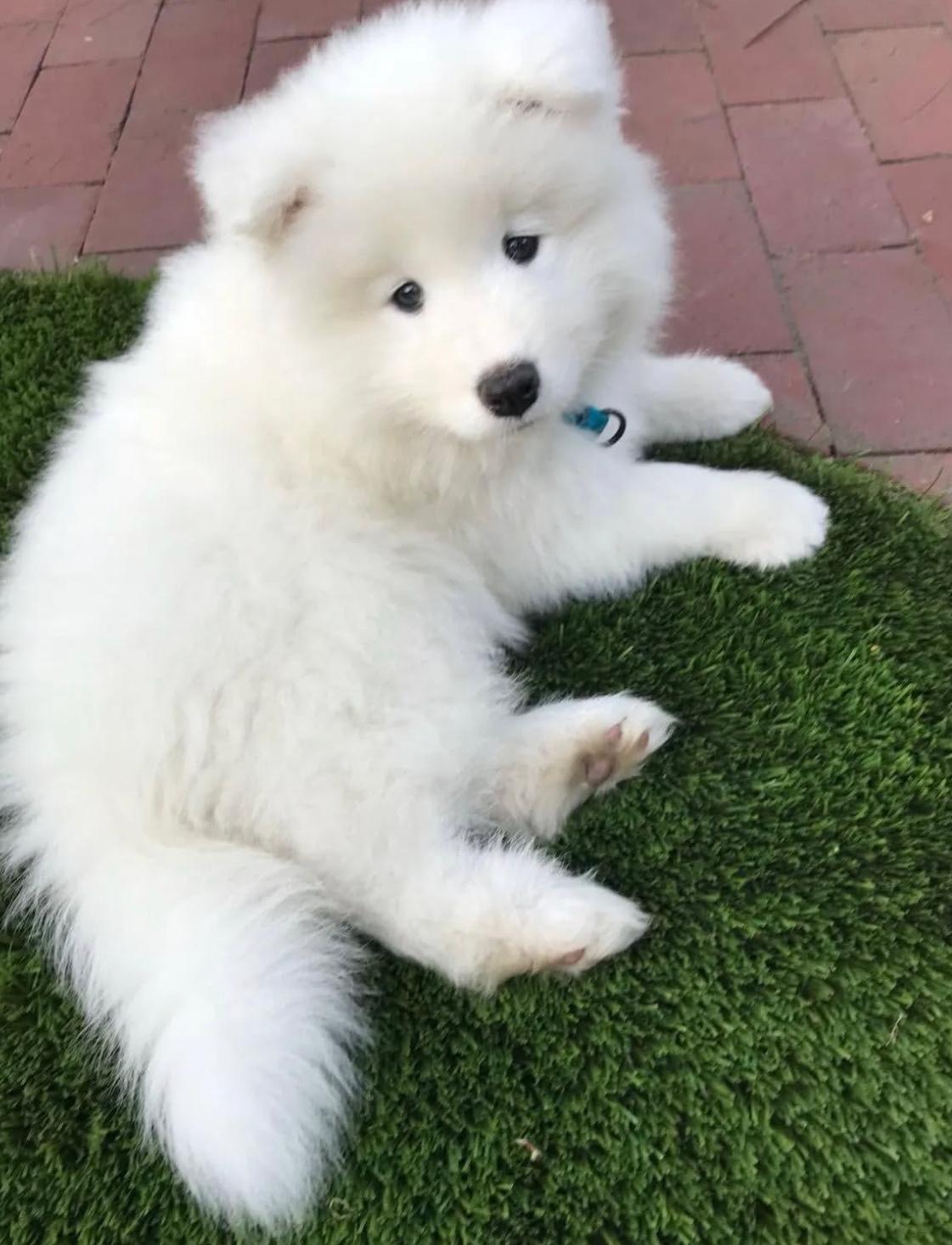 老师，明天的800米我是真跑不动了耶