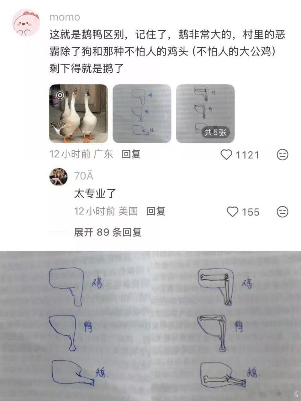 教你怎样分辨鹅腿