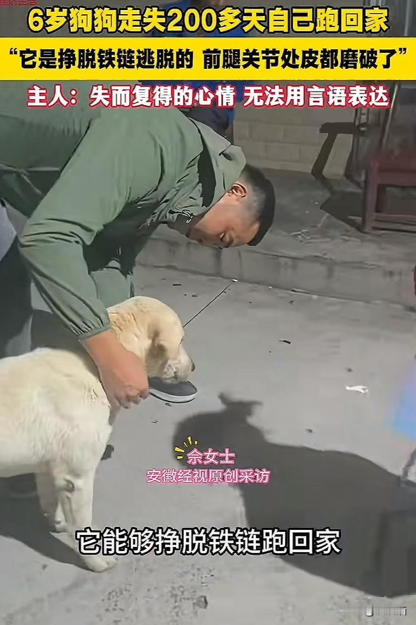 湖南常德，六岁狗狗丢失200多天后竟自己跑回来。主人：失而复得的心情无法用言语表