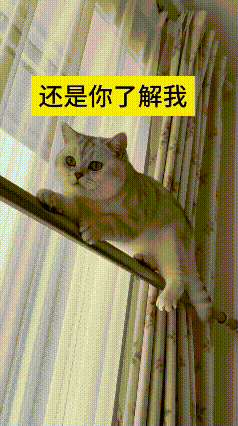 看到这个视频，瞅瞅这银渐层小猫咪，主人知道它爱往高处爬，特意给它留了窗帘杆这个专