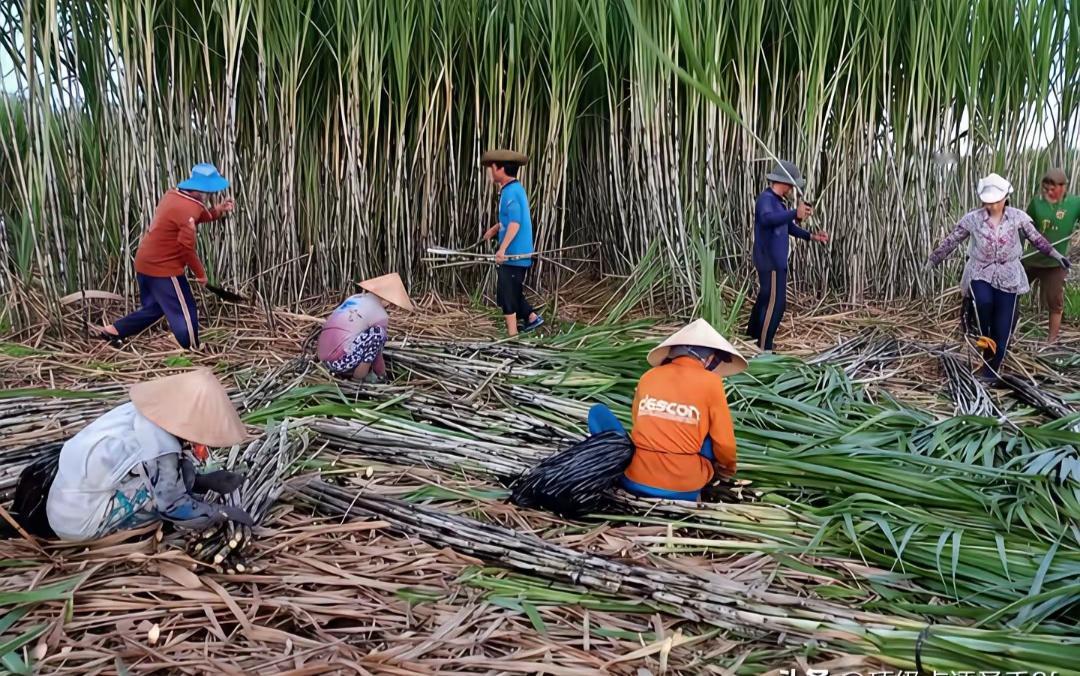广西甘蔗，堪称一绝！广西是全国最大的甘蔗产区，甘蔗种植面积超全国的60%。我曾
