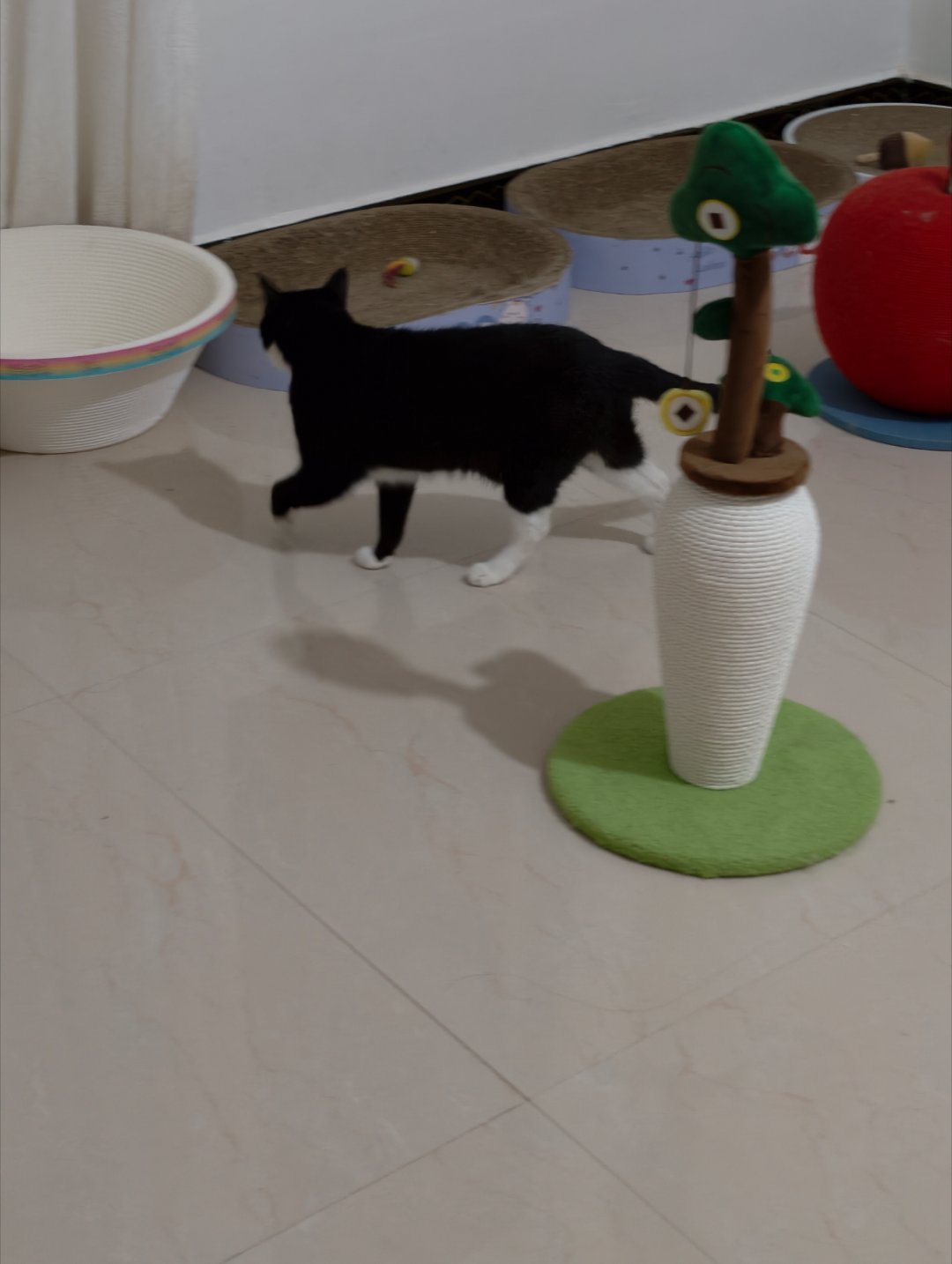 我家崽好可爱好可爱猫咪