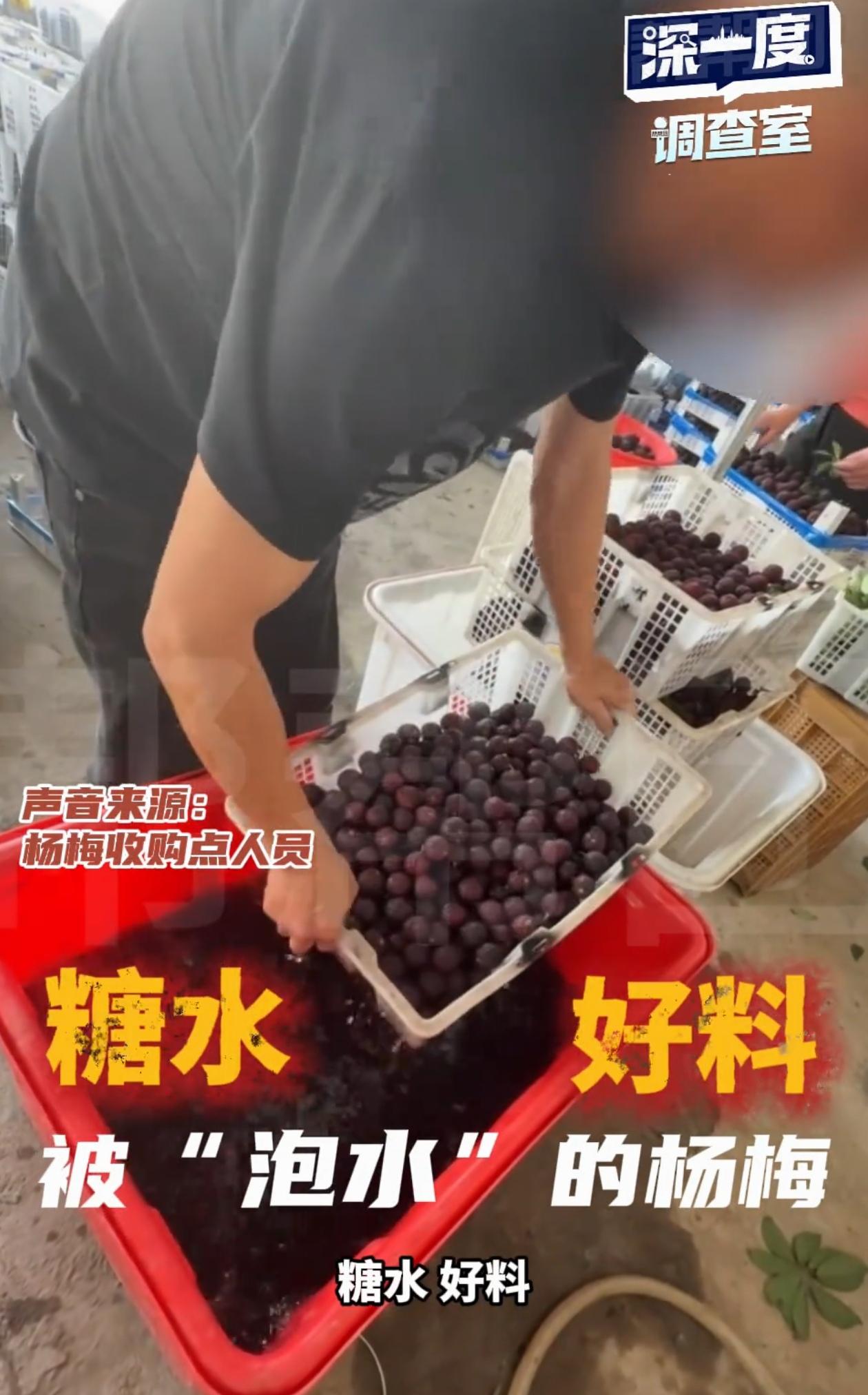 良心不会痛吗？福建漳州，记者去杨梅收购点暗访，随手拿起一个杨梅想吃，旁边的工作人