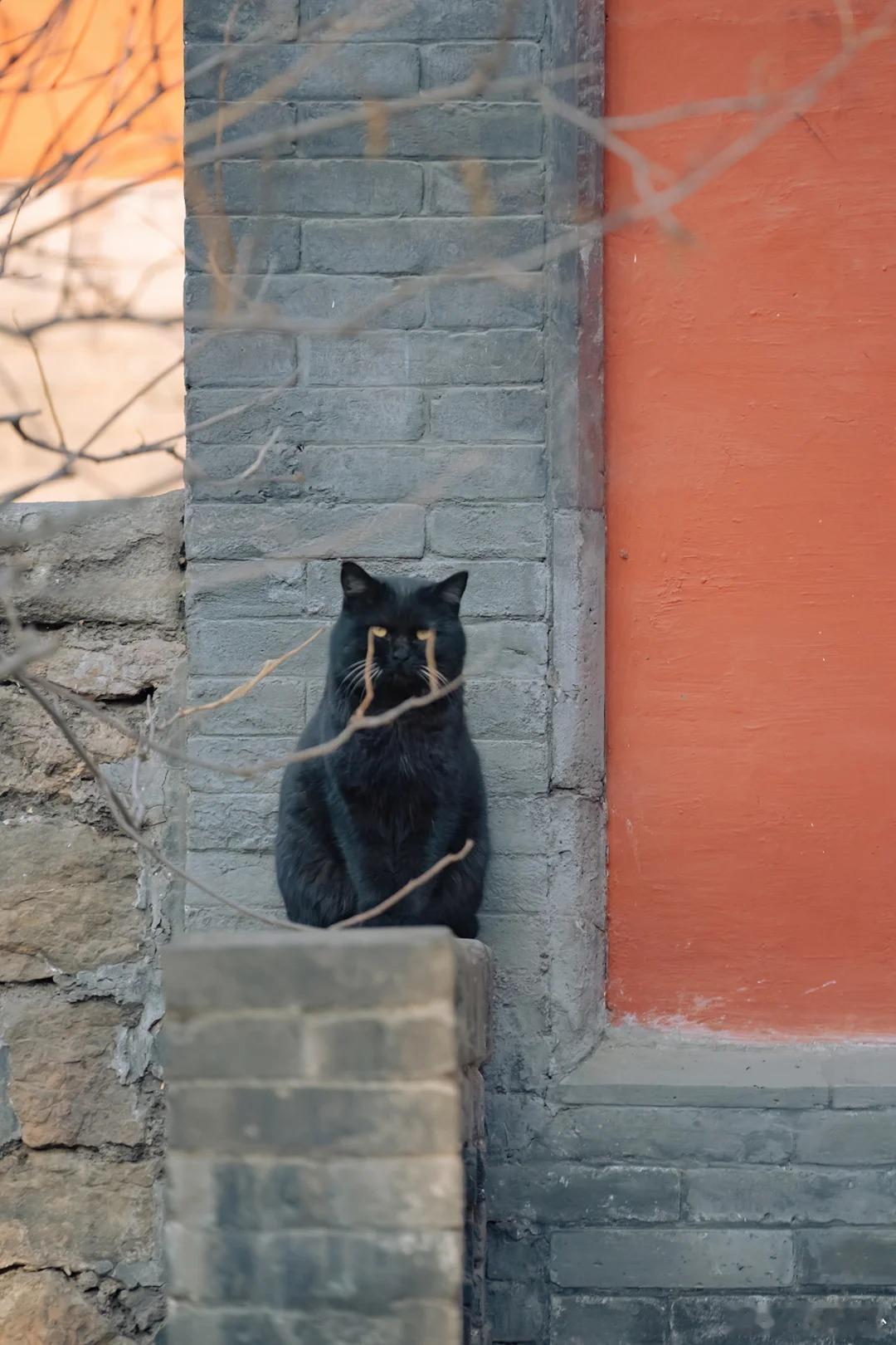 一不小心拍到猫猫“哭”了