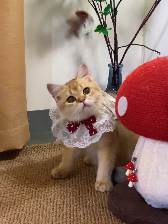 【特价现猫】短毛金渐层弟弟 尴尬期大骨架，还没开始发毛，性格活泼粘人...