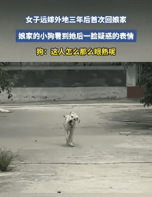 万万没想到！远嫁三年第一次回娘家，连家里的狗都认不出了都说远嫁不过是一段路
