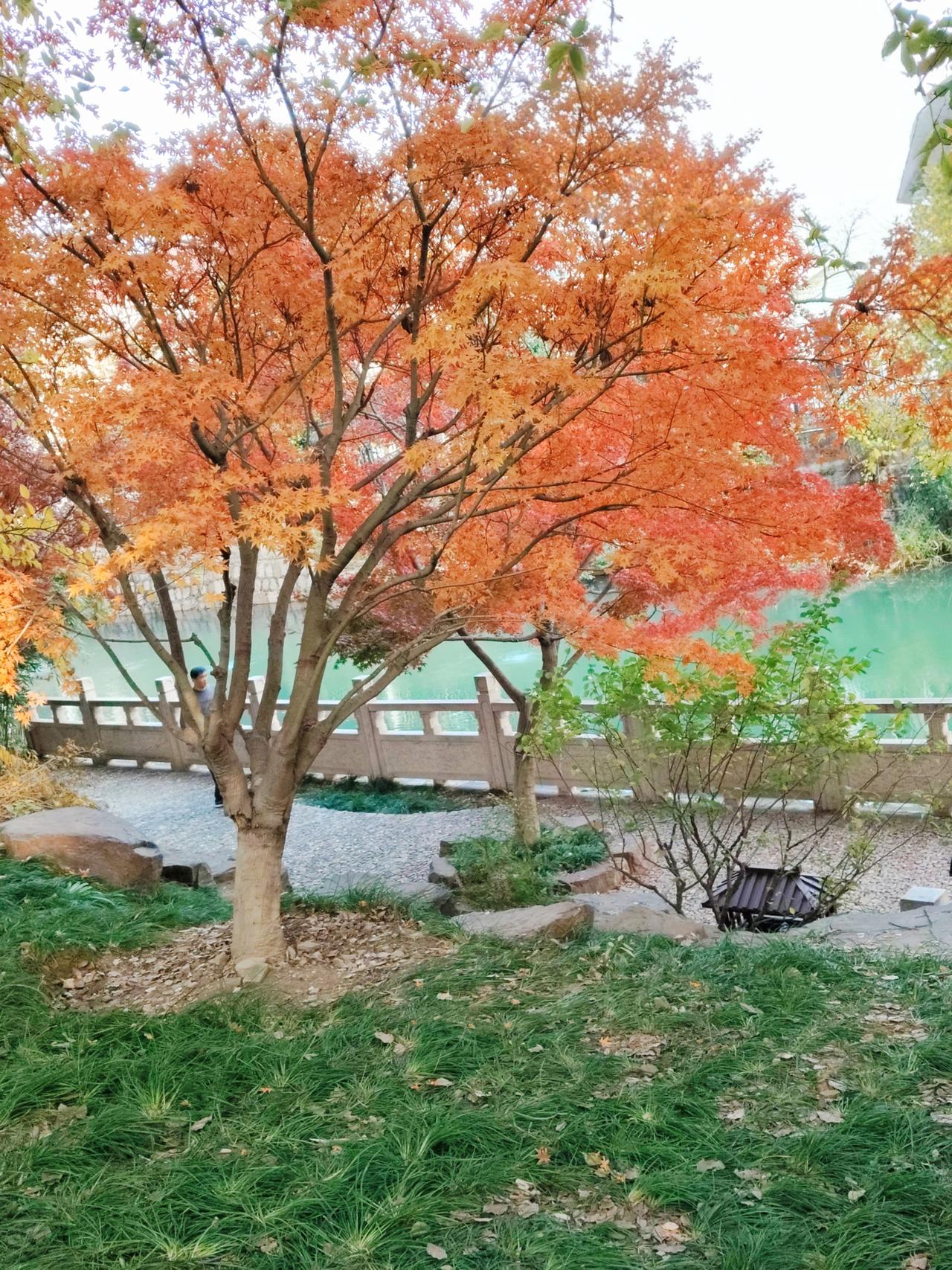 【爆款标题】为什么树叶会变颜色？原来是它们在“变装”！嘿，朋友们！每到秋天，