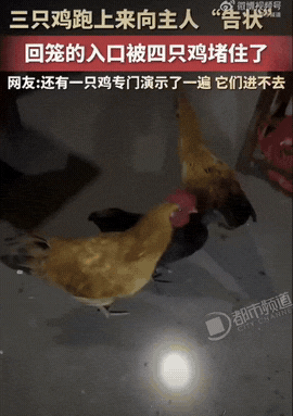 湖南，一户人家三只鸡到了傍晚想回鸡窝休息，结果回笼口被另外四只鸡直接堵住怎么都挤