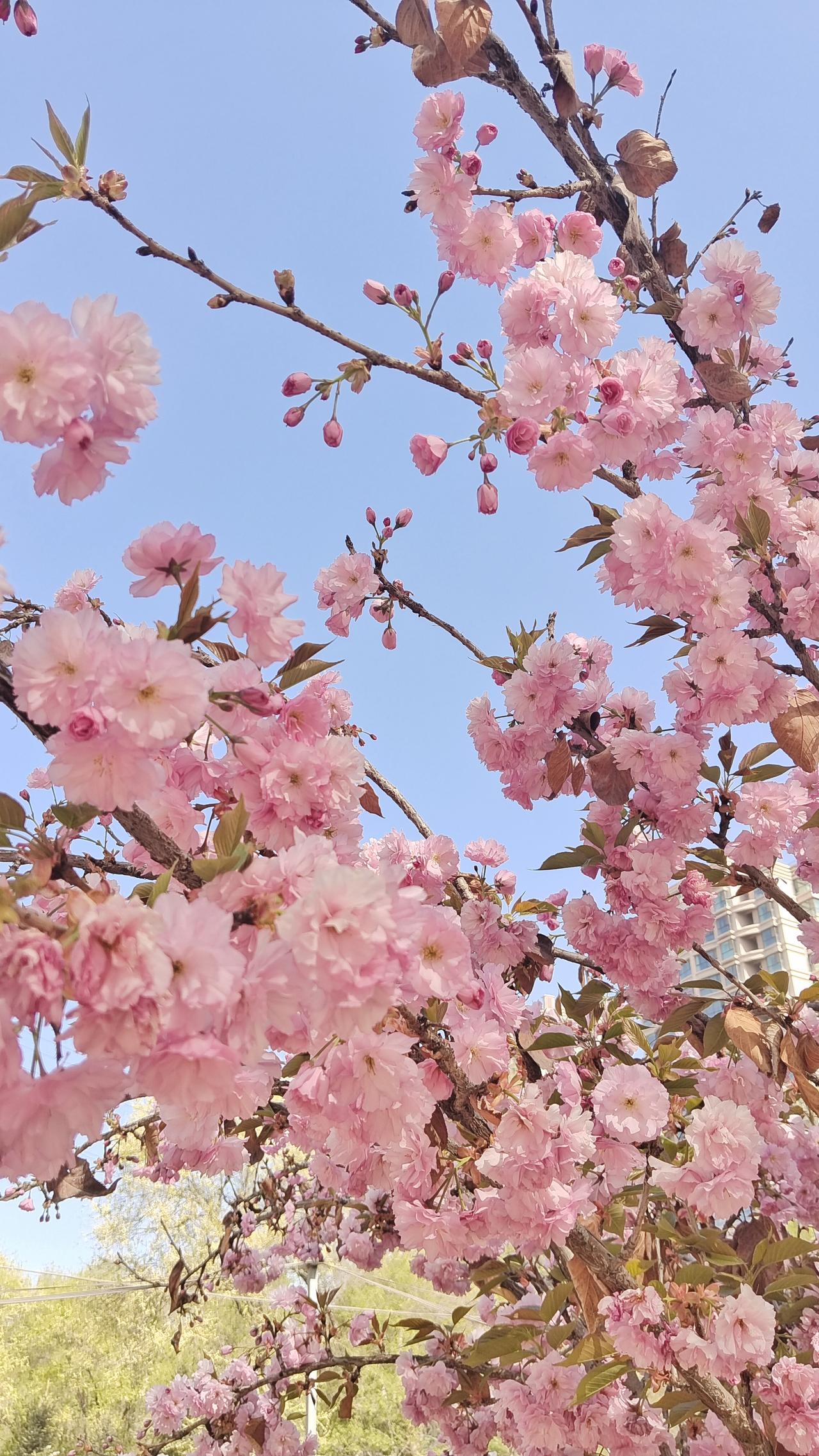 樱花盛开，春意盎然，美不胜收！🌸🌸🌸