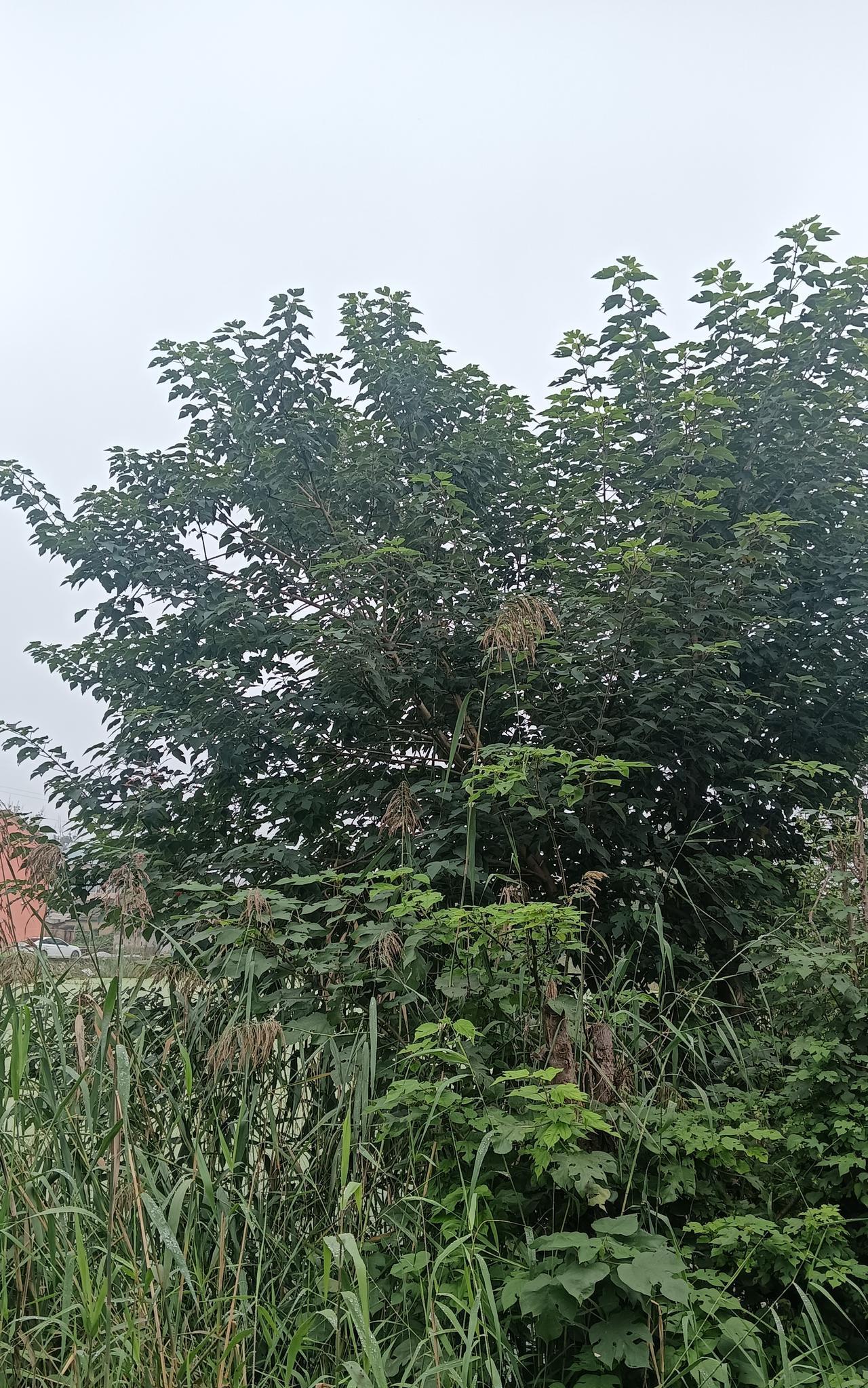 婆婆煮的面条连洗都不洗一下就下锅了，太不爱干净了吧！这样的面条能吃吗？这话可不