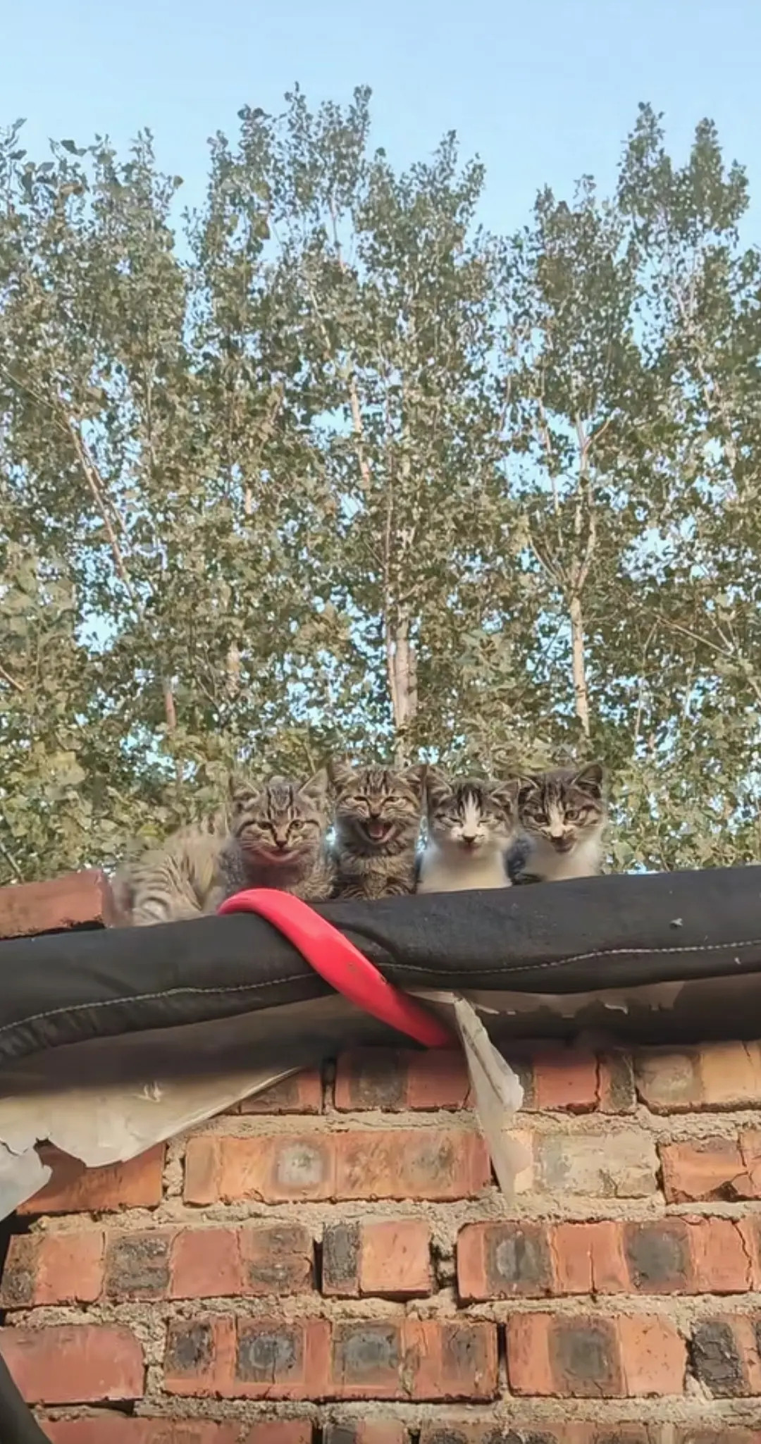 这是好心人晒他喂养的几只小猫咪，饿了就都回来要吃的，猫咪们遇到好人了！