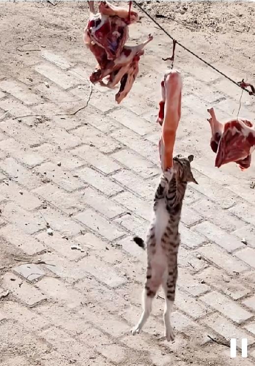猫咪:挺好，吃着肉，荡着秋千，逍遥又自在[捂脸哭]