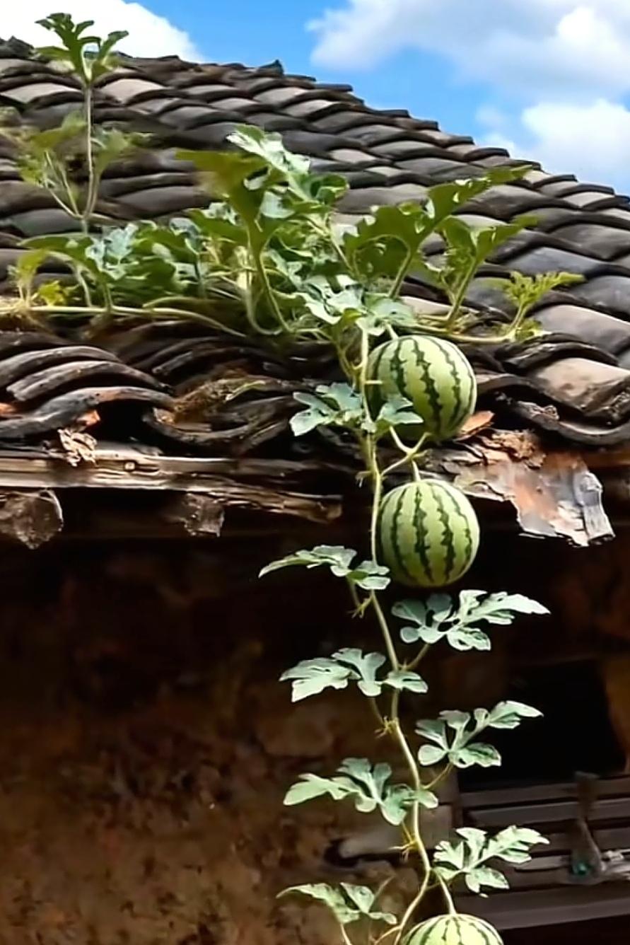 微文：表哥的诡计好友为儿子的就业愁死了。大学毕业五年间，眼高手低，打工沉不住气