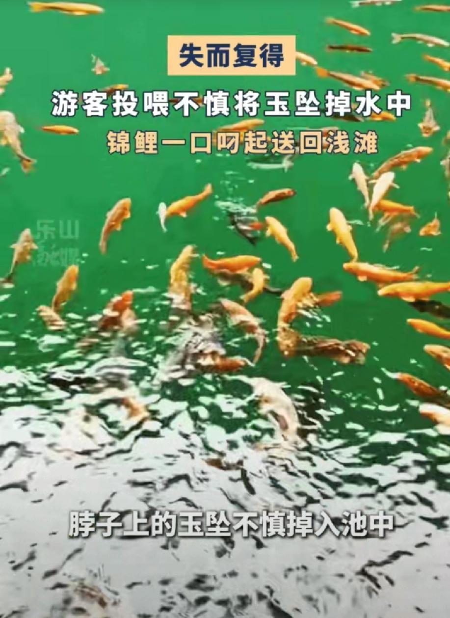 谁看呆了！景区游客湖边投喂锦鲤，意外将贴身玉坠掉入深湖。湖水极深，根本无法打捞，