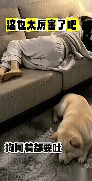 一条毛茸茸的狗鼻子刚凑到被窝边，突然猛地往后一仰。它连退三步，两只前爪疯狂扒拉