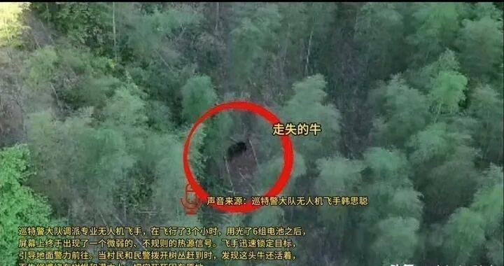 一头牛能有多大的命？1300斤的壮牛困在深山20天，缰绳死死缠住树根，滴水未进，