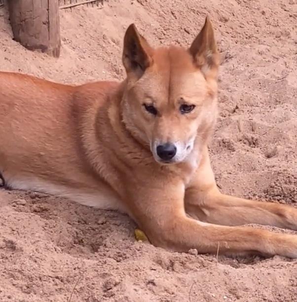 别信！澳洲根本没有“大黄”？结果网友一看都笑了：这不我二舅家狗吗！近日，一段