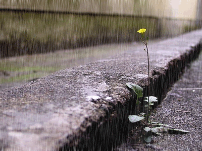 每天一条冷知识为什么下雨之前你能“闻到雨水的气味”，它源自某些植物在干旱时渗出