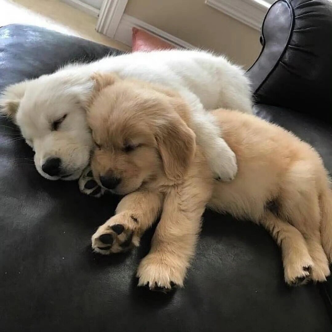 搂着小金毛睡觉的小金毛