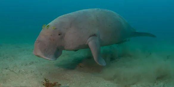 你想问的应该是广东湛江发现疑似儒艮尸体，这是2026年2月12日发生