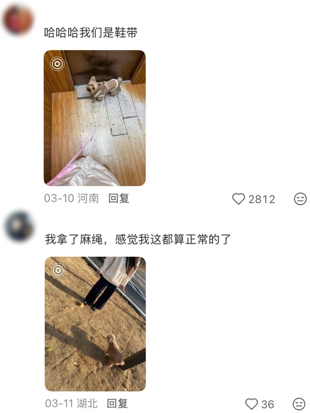 万物皆可遛狗绳🤣