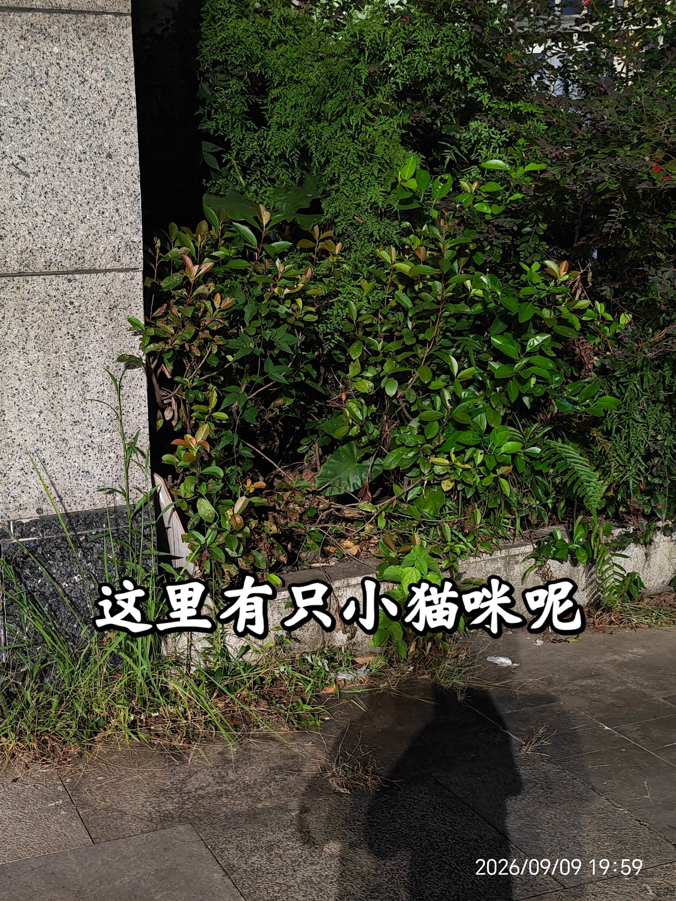 这里有只小猫咪，明天我打算去引诱它，应该买一些什么呢？猫粮就算了，买点包子和水应