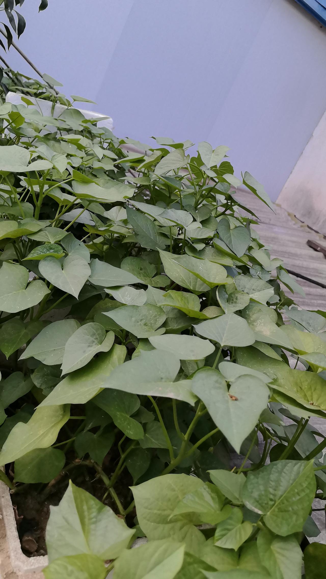看这红薯叶长得还不错吧，老妈种的几颗红薯叶长势不错。