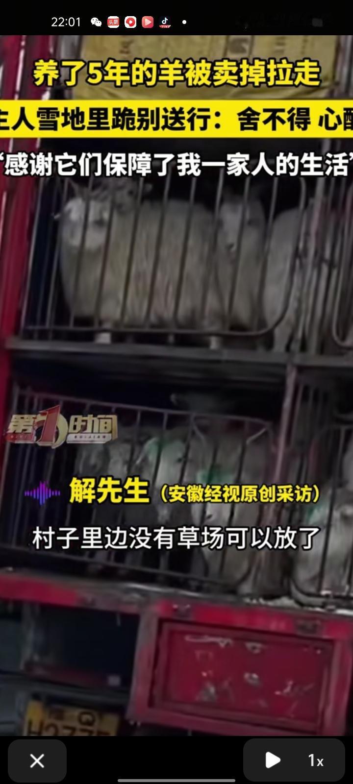 12月14日，山西忻州。养了五年的羊被卖掉拉走，主人在雪地里跪地送行，表示：感谢