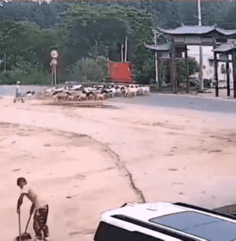 哦豁，这些羊挺可怜得。