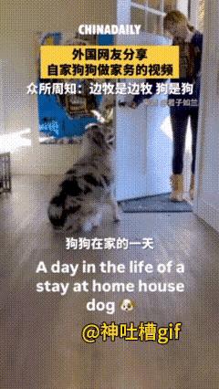 国外一位网友分享的狗狗居家视频火得一塌糊涂！主人前脚刚出门上班，狗狗后脚就开启“