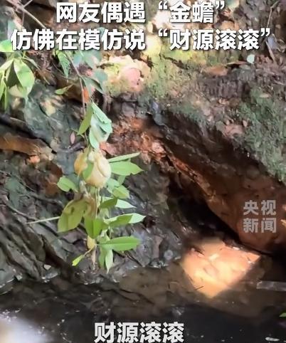 “太不可思议了！”山东，一女子在溪水边游玩，发现河边石块上趴着一只“金蟾”，女子