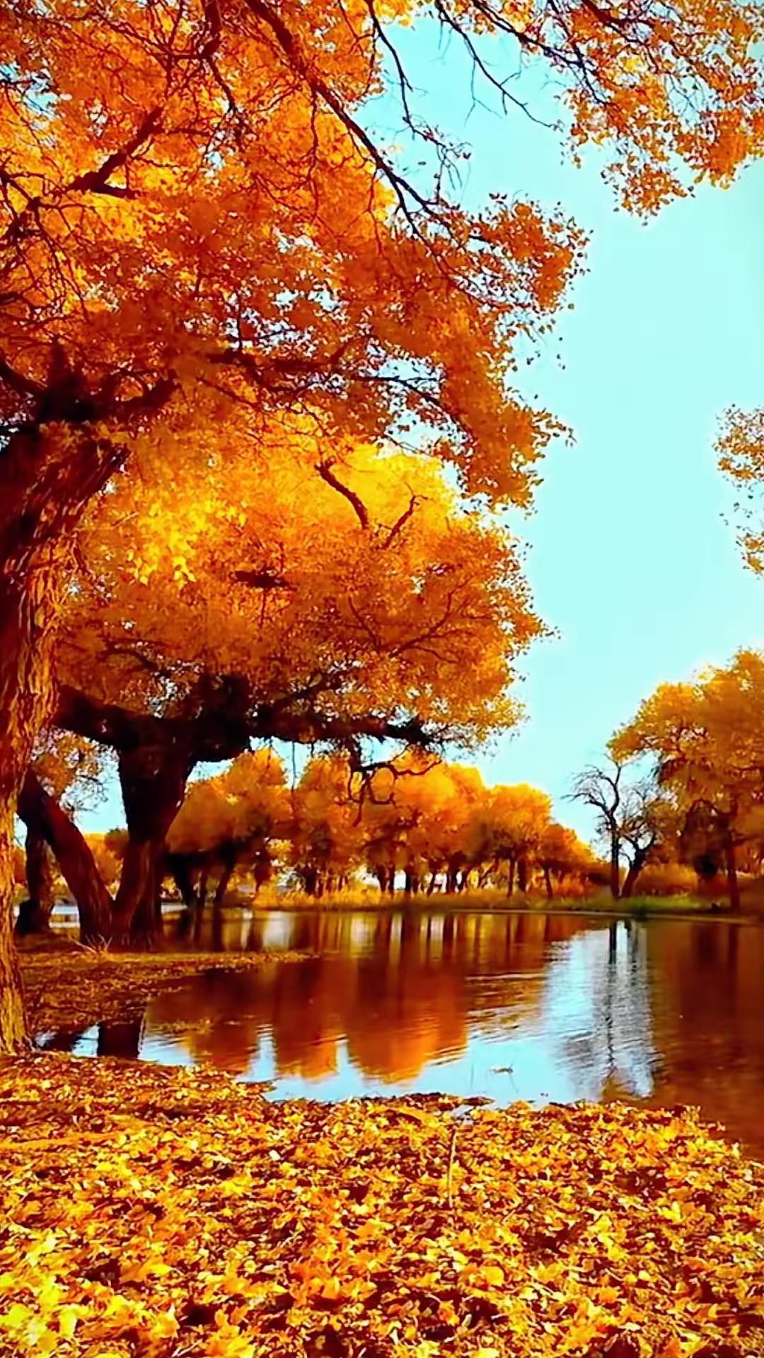 10月初的额济纳旗胡杨林，美的就像油画一样额济纳旗胡杨林是迄今为止，我见过最