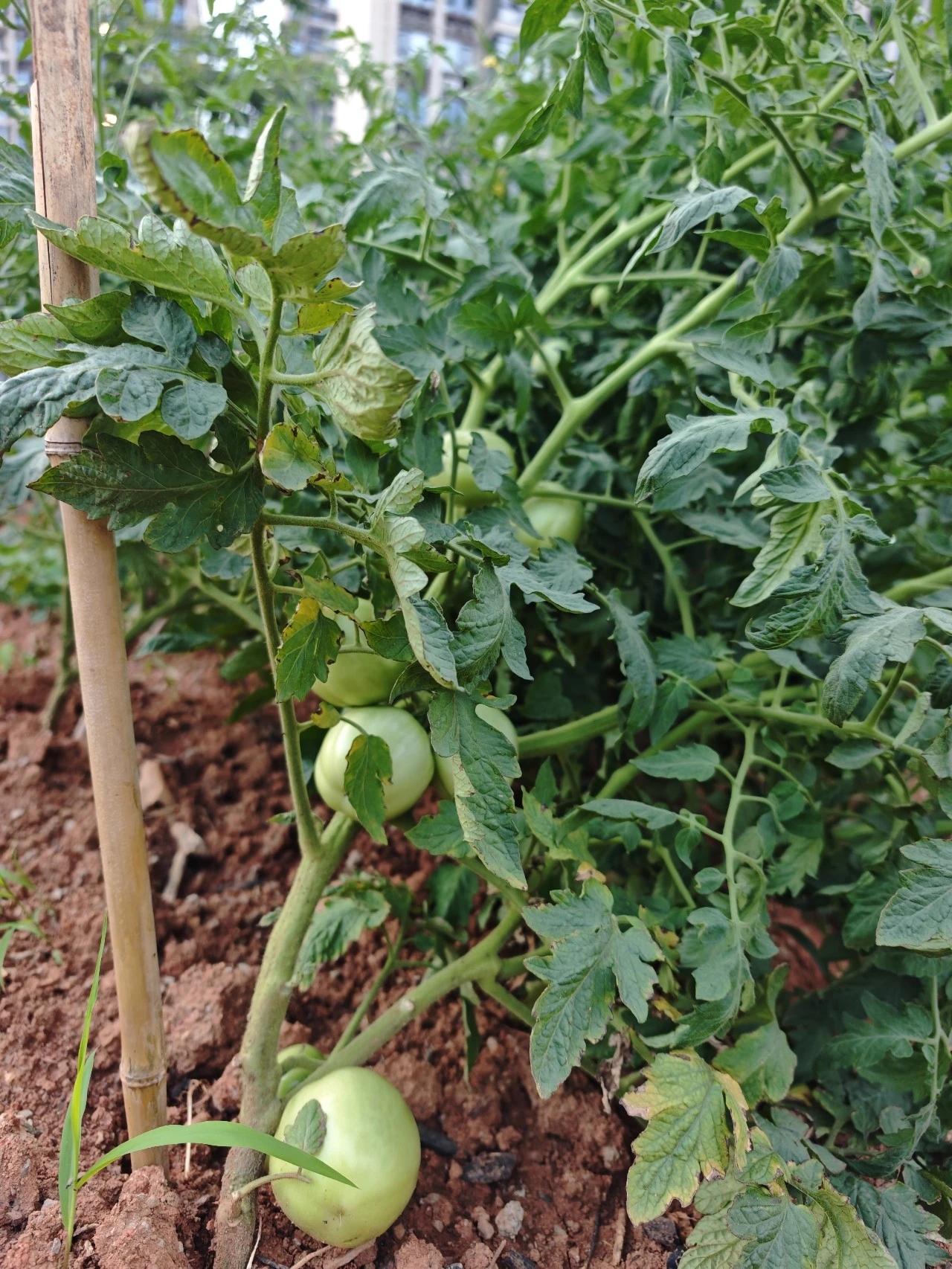 晒晒小菜园种植绿色蔬菜划拉了一块地，种上几席子蔬菜，吃菜不用买，根本就吃不了。[