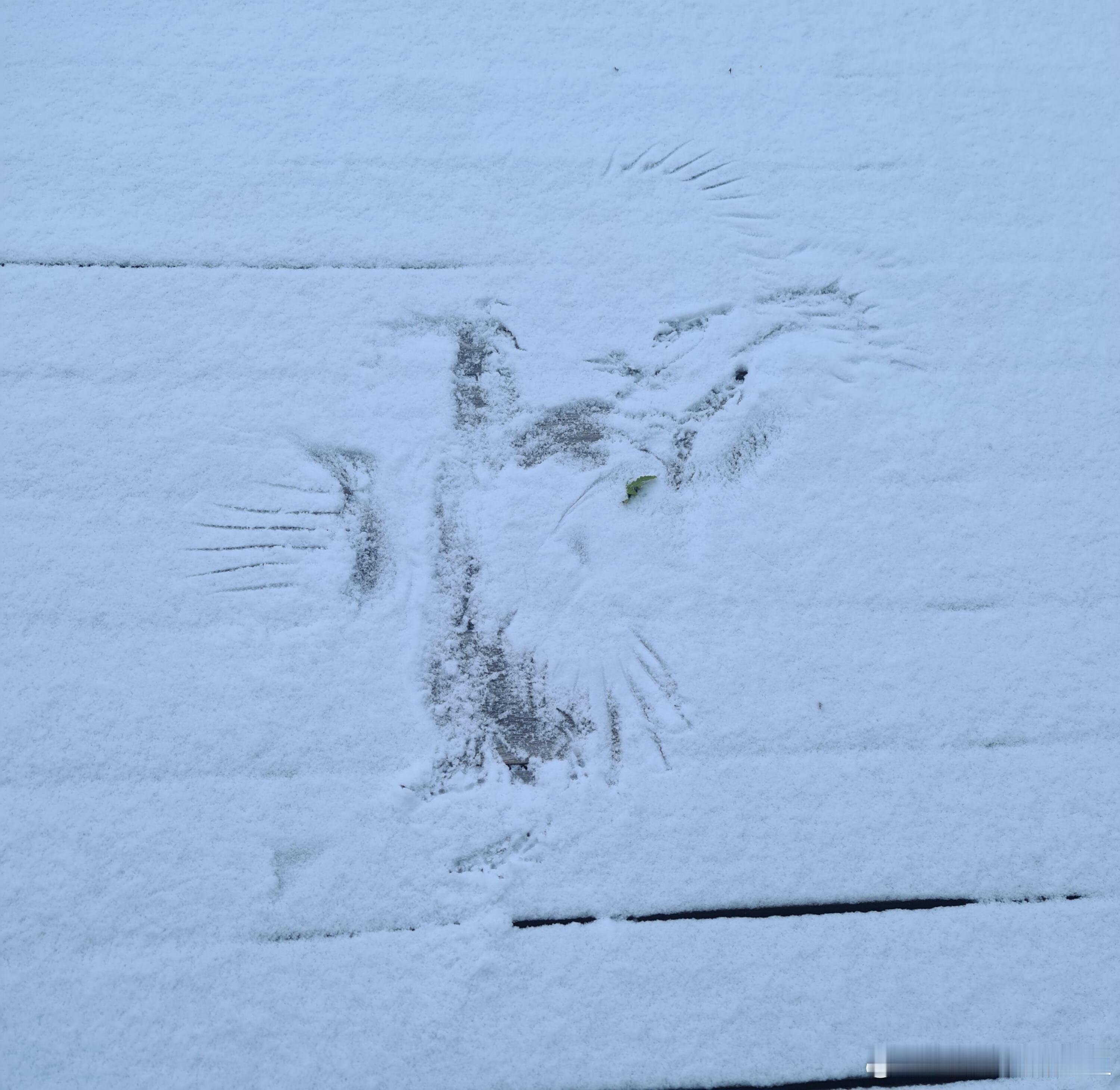 地滑到连鸟都摔倒了！