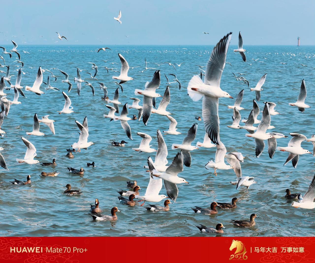 华为Mate70Pro+XMAGE影像，在动态场景的捕捉上堪称惊艳——当海鸥