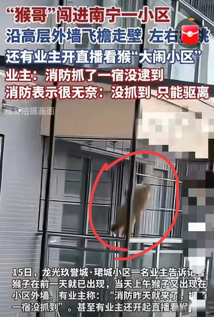 知道大闹天宫的时候，天兵天将有多难对付一只“猴子”了吗？这不，南宁某一小区就