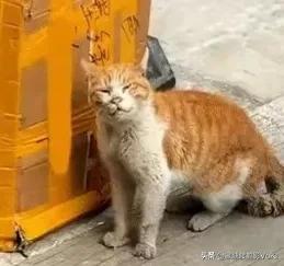 一只饥肠辘辘的流浪大橘猫闻着香味来到一家饭店门口，店老板嫌它脏兮兮的怕影响生意要