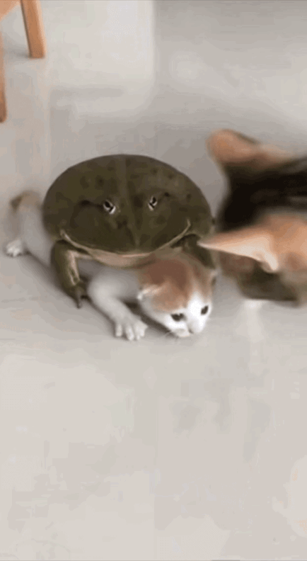 谁能想到一只青蛙“压着”小猫的事，居然是人类在背后瞎折腾？那天猫妈转头一看，