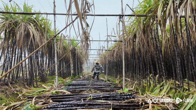 广东多地联动破解农产品滞销困局，爱心助农温暖南粤大地